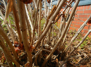 garden-mophead-hydrangeas-cut-back