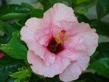 garden Hibiscus 2