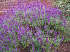 garden mexican bush sage