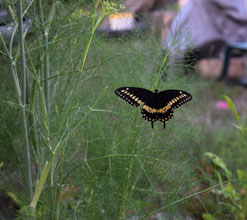 garden butterfly