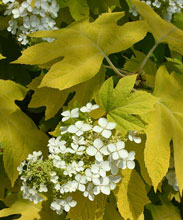garden hydrangea LittleHoney