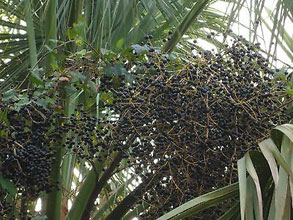 garden Palmetto seeds