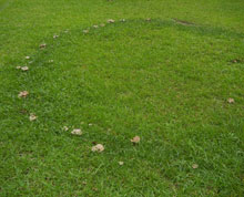 garden1 FairyRing