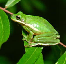 coastal amphibian Green Tree Frog